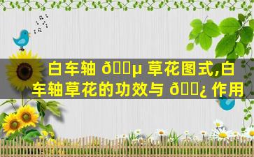 白车轴 🐵 草花图式,白车轴草花的功效与 🌿 作用